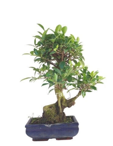 Pianta di bonsai, con vaso in terracotta o ceramica.